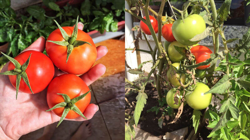 Tomate em horta de apartamento