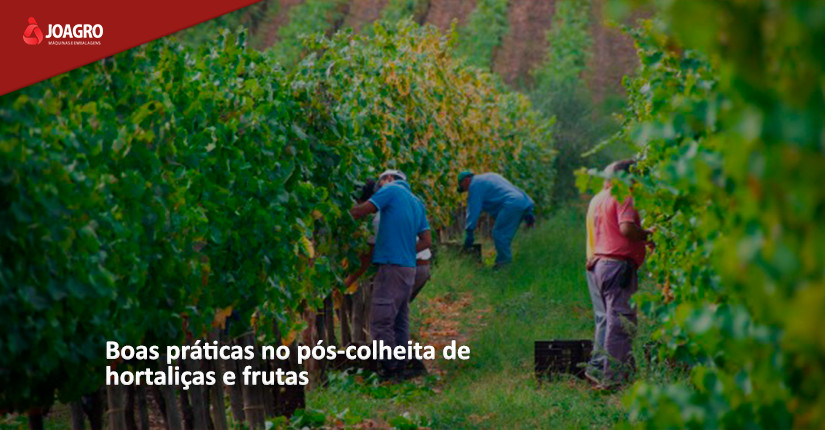 Boas práticas no pós-colheita de hortaliças e frutas