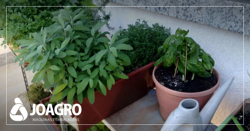 Horta plantada em caixas recicláveis é um sucesso