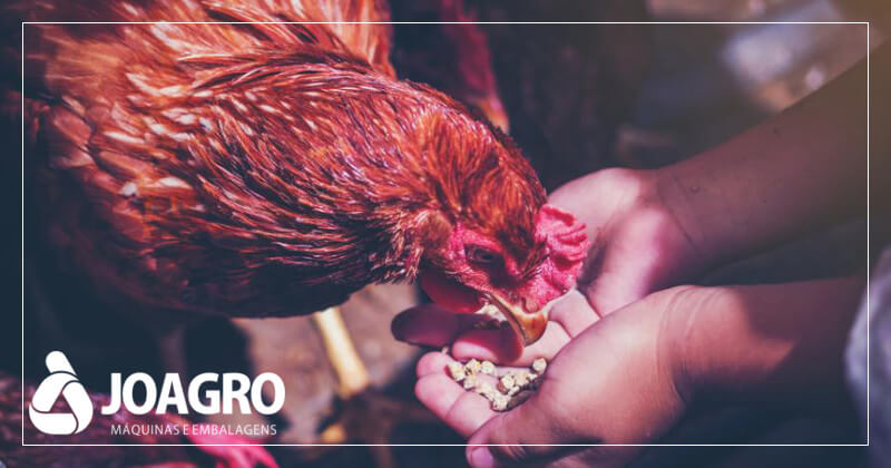 Mercado de frango mantém crescimento da economia brasileira