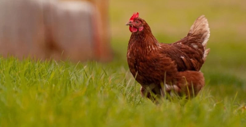 Transporte de Frango Vivo: boas práticas para o bem-estar dos animais