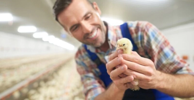 Transporte de aves: cuidados e melhores práticas